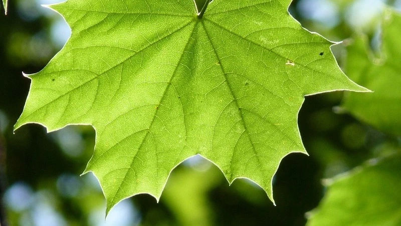 Погода в Южно-Сахалинске на 12 августа: без дождей и много солнца