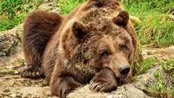 Напившегося браги медведя-сладкоежку отстрелили на севере Сахалина