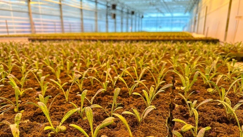 В Южно-Сахалинске взошли первые саженцы для озеленения города 