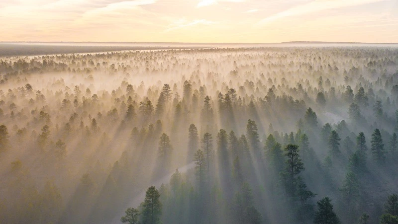 Дождь на Сахалине и туман на Курилах: прогноз погоды на 5 июня