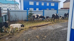 Коровы оккупировали Южно-Курильск: местные жители в ярости (ОБНОВЛЕНО)