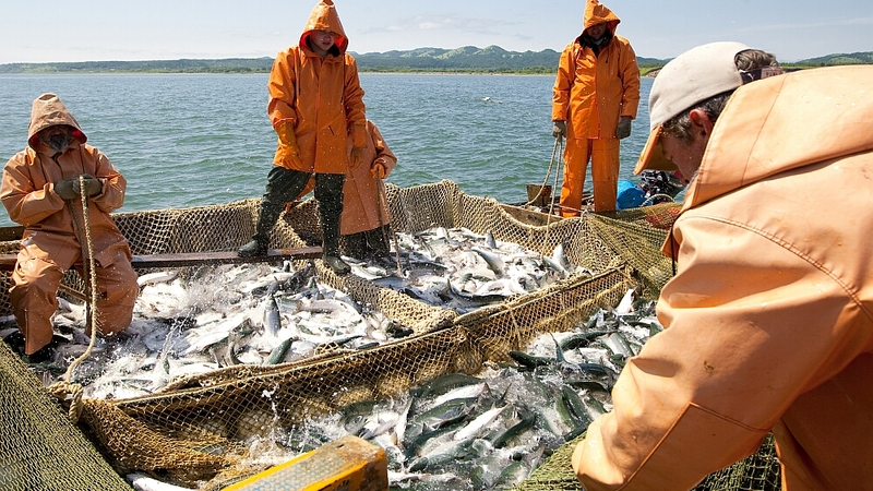 На Северных Курилах взяли первый улов лососевых