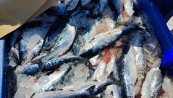 Красную рыбу по 100 рублей за килограмм привезли в Южно-Сахалинск