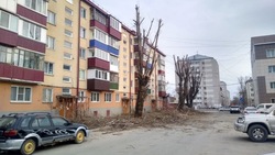 «Варварски обрезали»: жители Южно-Сахалинска пожаловались на голые стволы деревьев