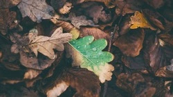 Популярность субботников и экоакций растет среди жителей Дальнего Востока