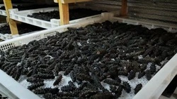 На Сахалине задержали браконьеров с трепангом на сумму более 11 млн рублей 