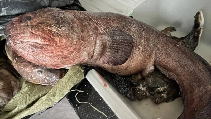 Рецепты для рыбы, на которую страшно смотреть, раскрыли на Сахалине