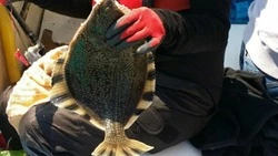 Свежую рыбу по доступной цене предложили жителям Южно-Сахалинска 