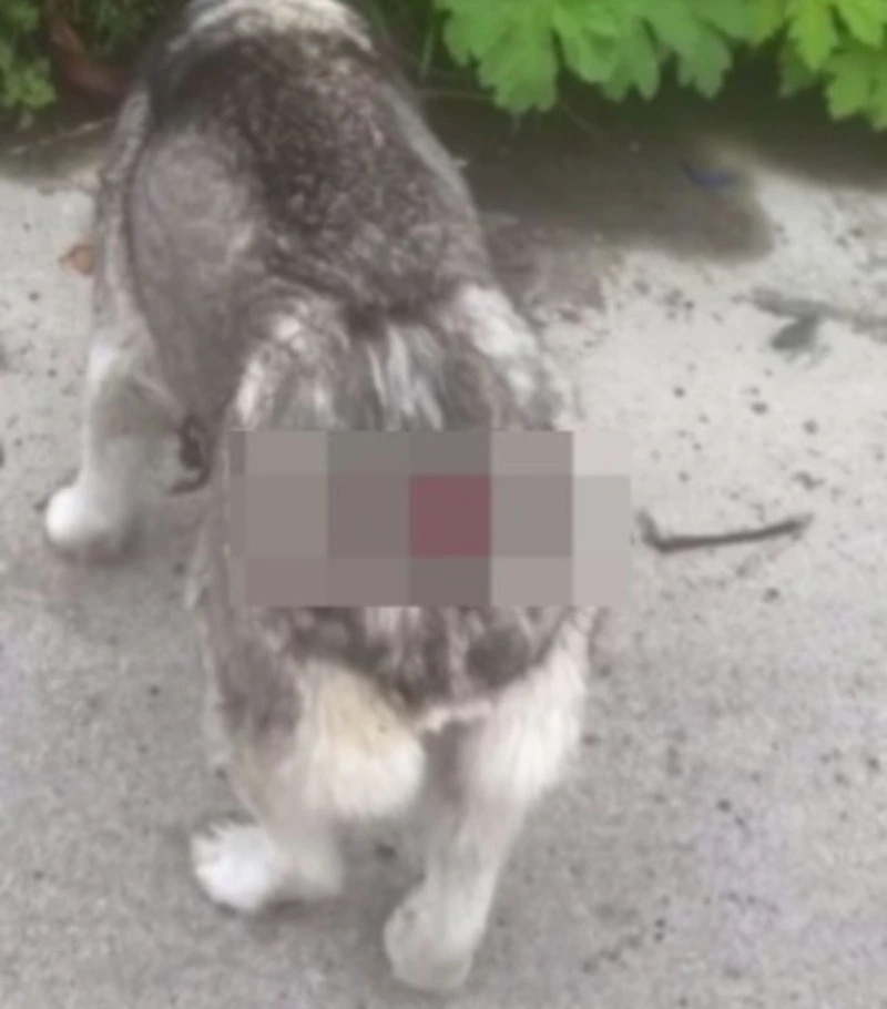 Причина – огнестрел: сахалинцы рассказали трагическую историю собаки без хвоста