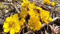 На Дальнем Востоке зацвел адонис амурский