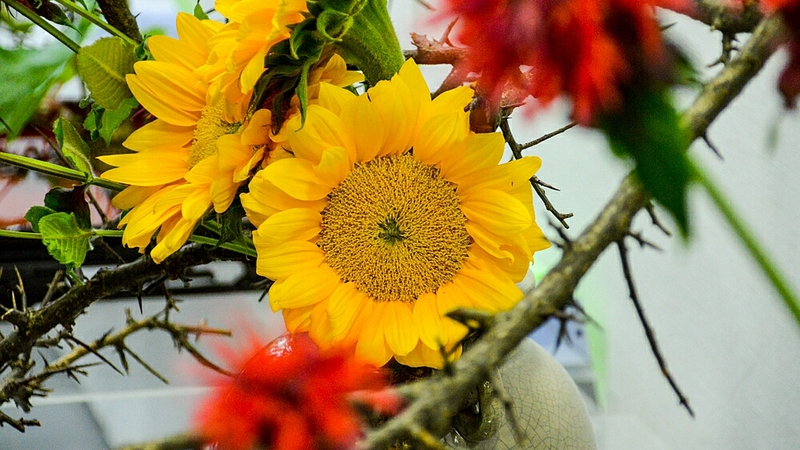 Десятки цветочных композиций украсили музей книги «Остров Сахалин»