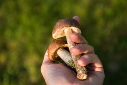 Пазлы: соберите картинки с грибами