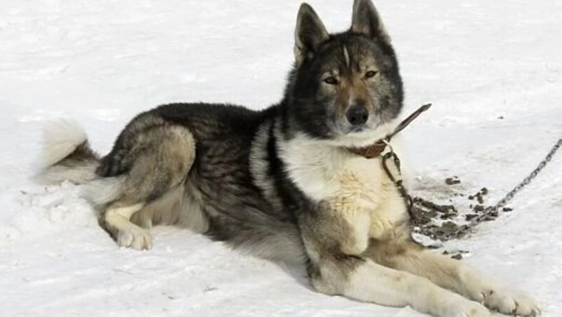 Сахалинские кинологи вывели новую породу собак: гибрид лайки и волка