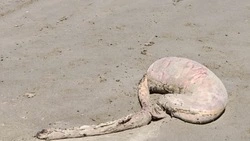 «Чужого» выбросило на берег Поронайска