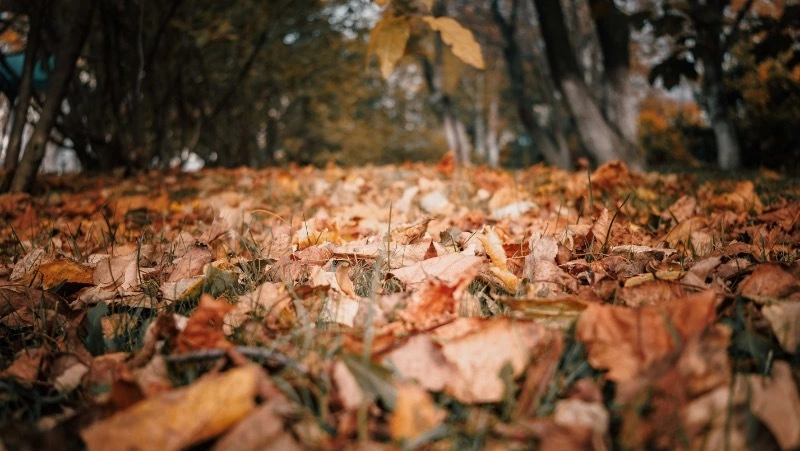 Холодно и пасмурно будет в Южно-Сахалинске 21 ноября