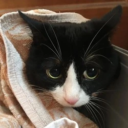 Пожилая сахалинка вызвала МЧС и скорую, чтобы избавиться от надоевшего кота