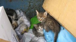 «В аду для таких есть отдельный котел»: котят заживо похоронили в мусоре в Южно-Сахалинске