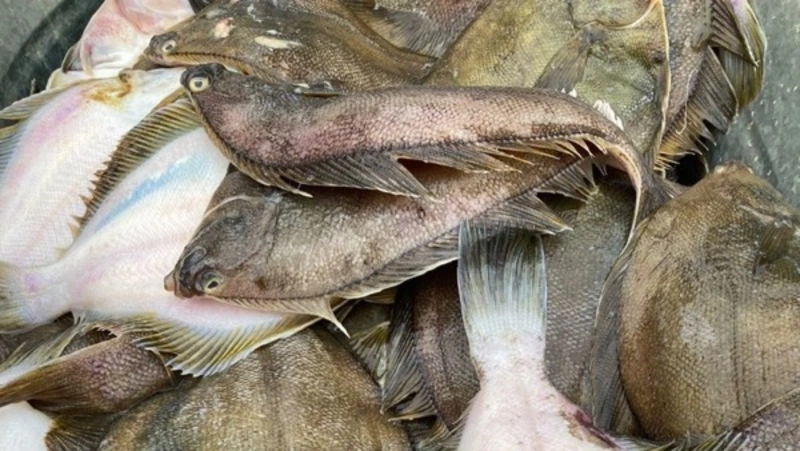 Свежую камбалу и красноперку по низким ценам доставили в Холмск утром 31 октября 