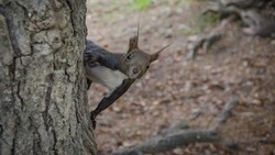 Почти ручные белки попали в объектив посетителей городского парка в Южно-Сахалинске