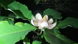 В Сахалинском филиале ботанического сада-института ДВО РАН зацвела магнолия снизу-белая 