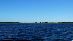 Карантин по птичьему гриппу сняли в Корсаковском районе 15 августа 