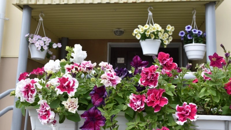 За звание «Лучший двор» борются 11 дворов в Поронайском районе