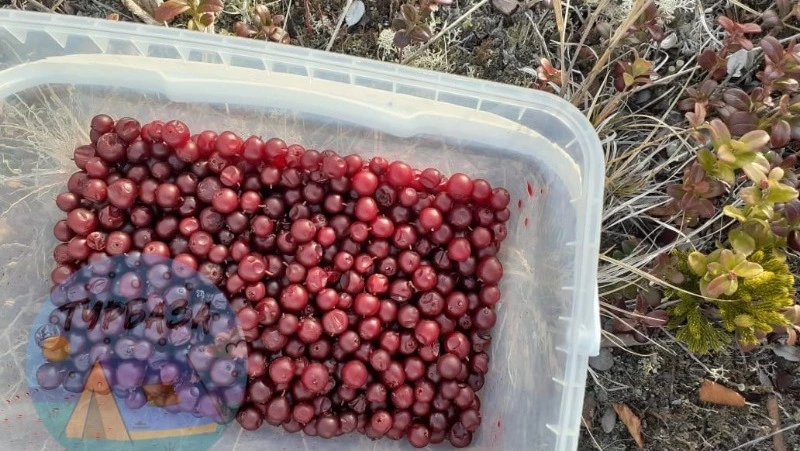 Жители Сахалина удивились щедрому урожаю брусники в середине ноября
