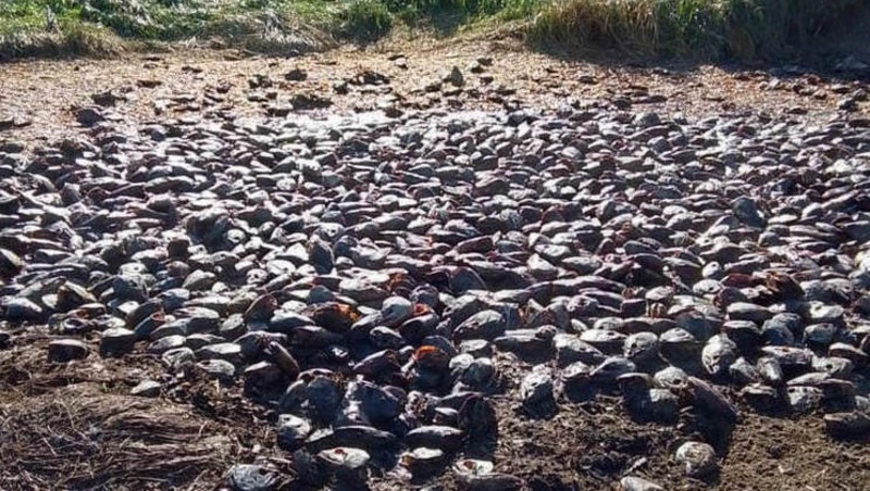 На Сахалине свалку из тухлого лосося уберут до конца октября