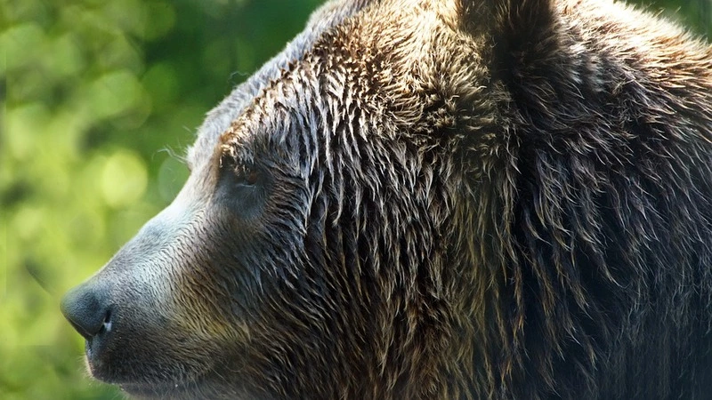 Охотники устроили засаду на медведей, которые разоряют дома охинских дачников