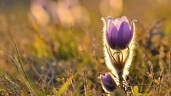 Дождливая ночь и тепло днем: прогноз погоды в Южно-Сахалинске 13 июня