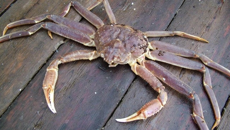 Квоты на вылов трех видов краба в Дальневосточном бассейне смогли разыграть на аукционе