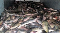 Сотрудники ФСБ задержали скупщика с грузовиком лосося и икрой на Сахалине