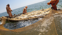 Рыбопромышленники поделили берег Сахалина ради горбуши