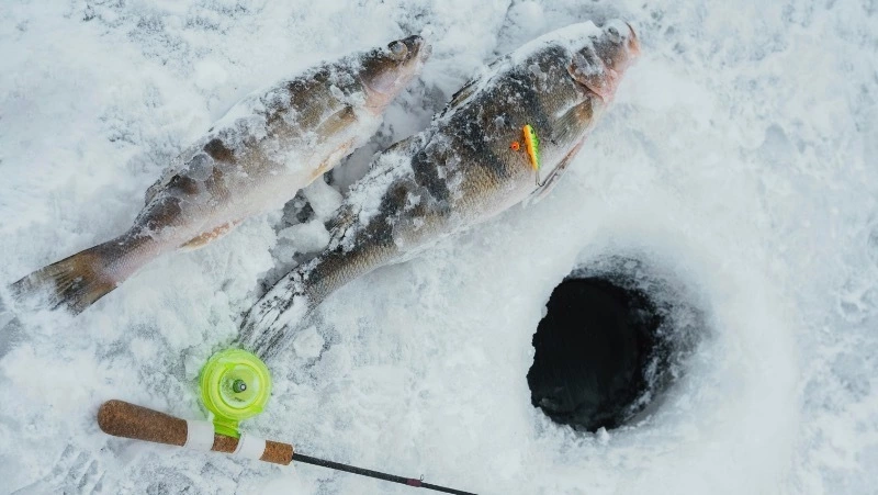 Сахалинским браконьерам выписали штрафы на 196 тысяч рублей с начала 2025 года