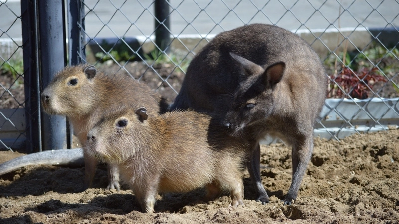 На Сахалине подружились капибары и кенгуру