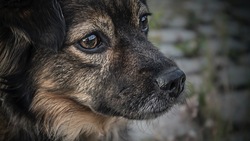 «Примите срочные меры»: собачья стая терроризирует жителей дома в Южно-Сахалинске