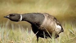 На Сахалине и Курилах разрешили охотиться на пернатую дичь с 1 мая