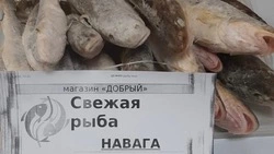 Рыбаки поймали более 1000 тонн наваги с начала путины 2023 года на Сахалине