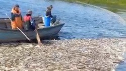 «Ни себе, ни людям»: тонны мертвой горбуши всплыли на одной из рек Сахалина