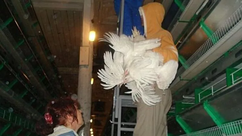 «Совершенно другая философия производства» появилась на птицефабрике «Островная»