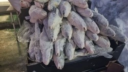 Жители Южно-Сахалинска приобрели более 20 тонн наваги с начала путины