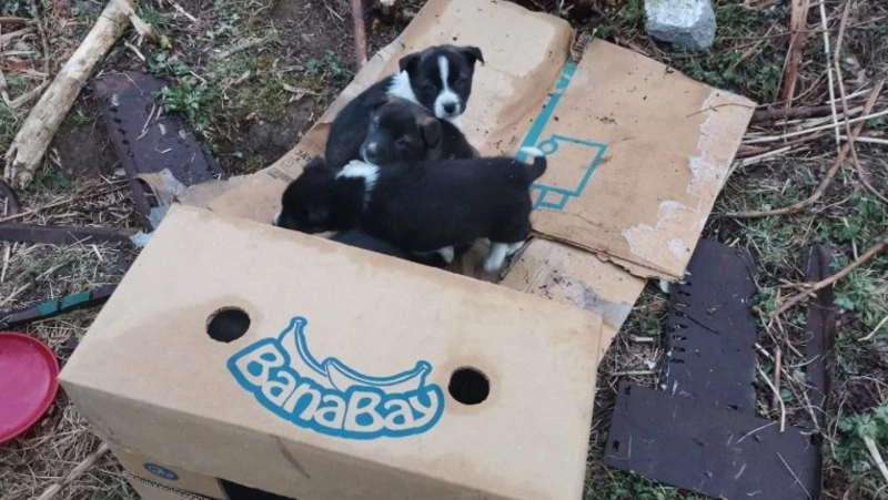 Неизвестные оставили семерых щенков умирать в лесу на Сахалине