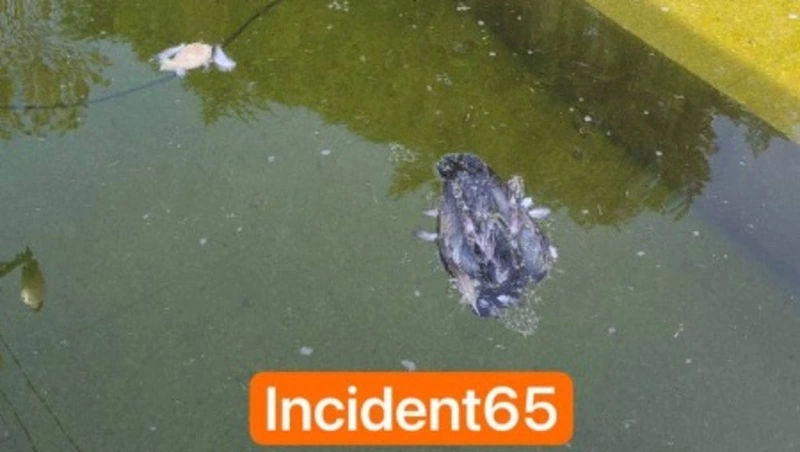 Жители Южно-Сахалинска заметили мертвую птицу в фонтане на площади Ленина