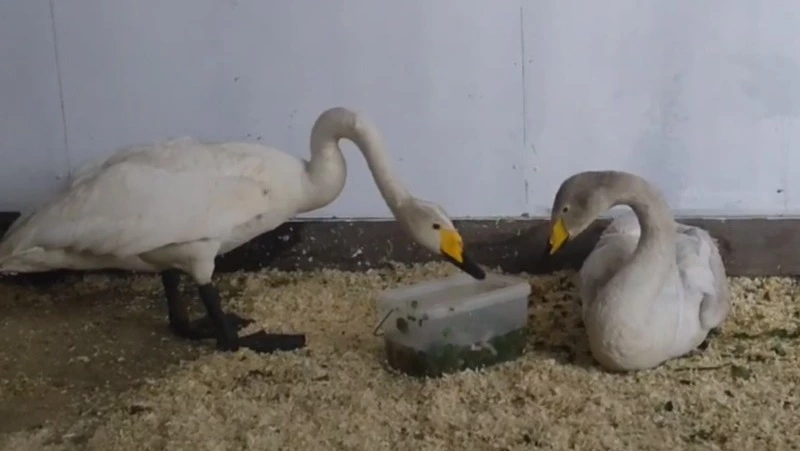 Измученных лебедей на Сахалине спасли и выпустили в дикую природу