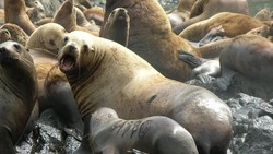 «Зеленый Сахалин»: каждый год на Сахалине от рук людей гибнут минимум трое сивучей