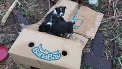 Неизвестные оставили семерых щенков умирать в лесу на Сахалине