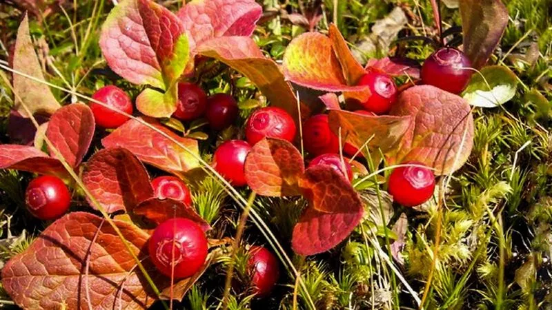 Сахалинцев скоро начнут штрафовать за клюкву и чернику