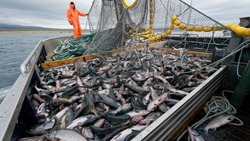 Экспорт морепродуктов на Дальнем Востоке взлетел на 38% за неделю