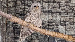 Новый крылатый обитатель появился в Сахалинском зоопарке