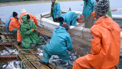Сахалинские рыбаки не останутся с пустыми сетями